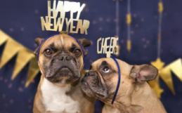 New Year’s Resolutions to Make with Your Dog