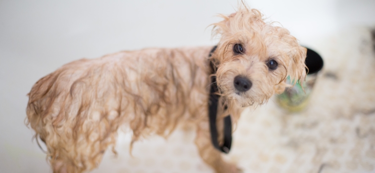 Goodbye Messy Mutts – Dog Cleaning Made Easy!