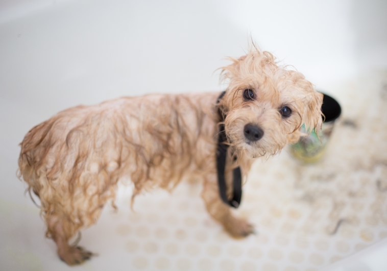 Goodbye Messy Mutts – Dog Cleaning Made Easy!