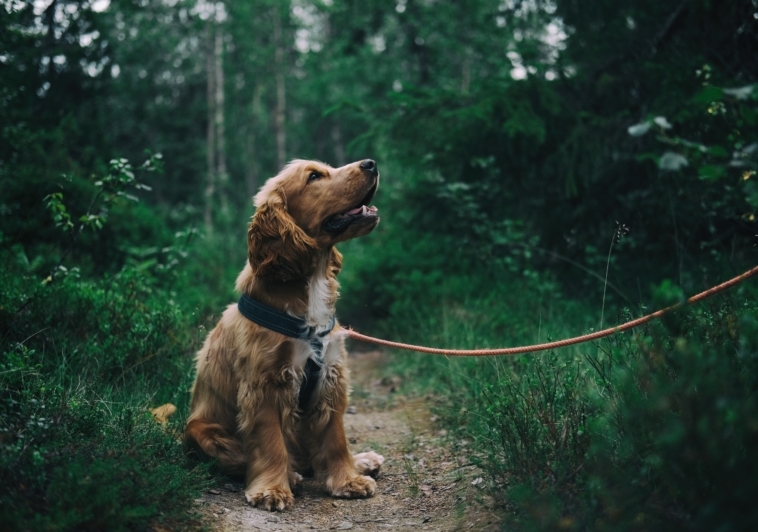 Training Your Dog: The “Pawsitives” of Positive Reinforcement