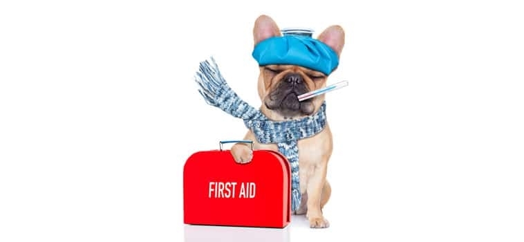 Homemade Canine First Aid Kit
