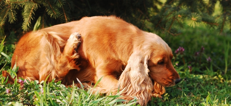 Help Your Pup Fight Allergy Season Naturally!