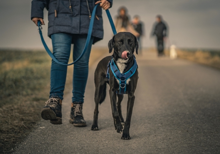 Harness 101: Top Product Picks + Leash & Harness Safety