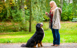 4 Ways to Encourage Positive Behaviour in Your Dog