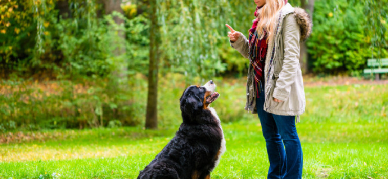4 Ways to Encourage Positive Behaviour in Your Dog
