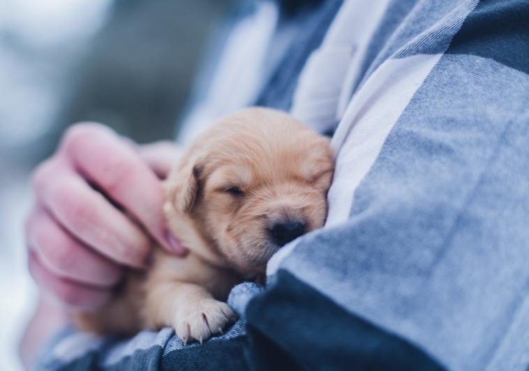 New Puppy Checklist – What You’ll Actually Need