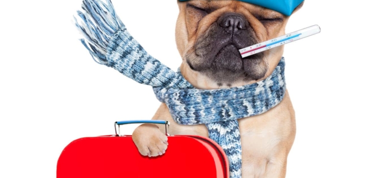 5 Things You Need to Know About Pet First Aid