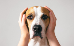 Signs of Anxiety in Dogs
