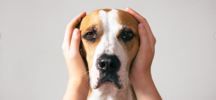 Signs of Anxiety in Dogs