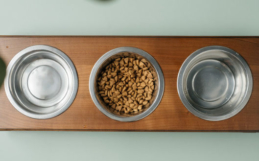 The Importance of Washing Pet Dishes